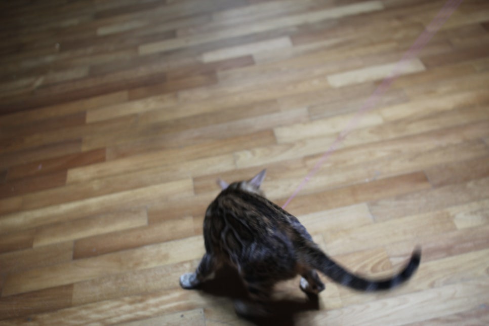 장난꾸러기 뱅갈고양이 리엔~ 관련 이미지 2