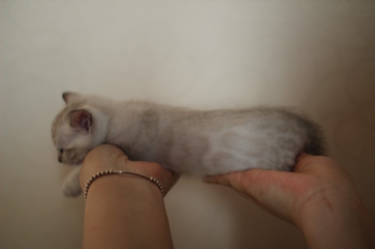 뱅갈고양이 분양 그냥 지나칠수 없을걸? 관련 이미지 23