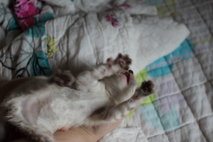 개냥이가 되어가는 실링스 뱅갈고양이 남아예요~ 관련 이미지 4