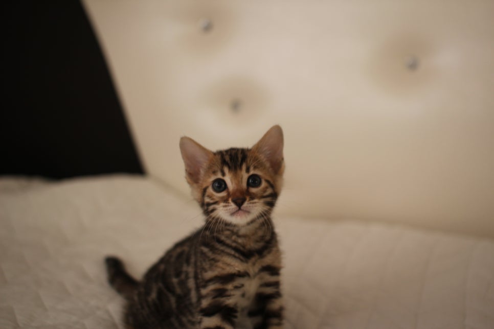 분양중인 뱅갈고양이 브라운 남아,스노우 여아예요~ 관련 이미지 5