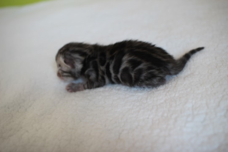 실버,브라운 뱅갈고양이 꼬물이들 사진 입니다 관련 이미지 7