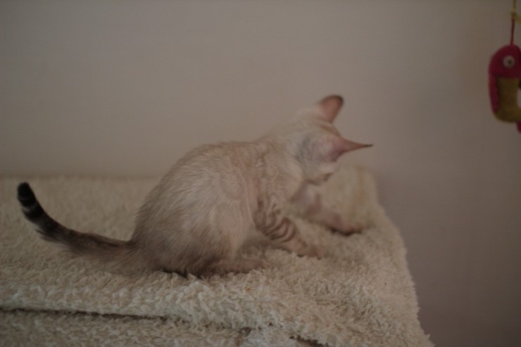 실링스 뱅갈고양이 키퍼 여아 많이 컸어요~ 관련 이미지 4