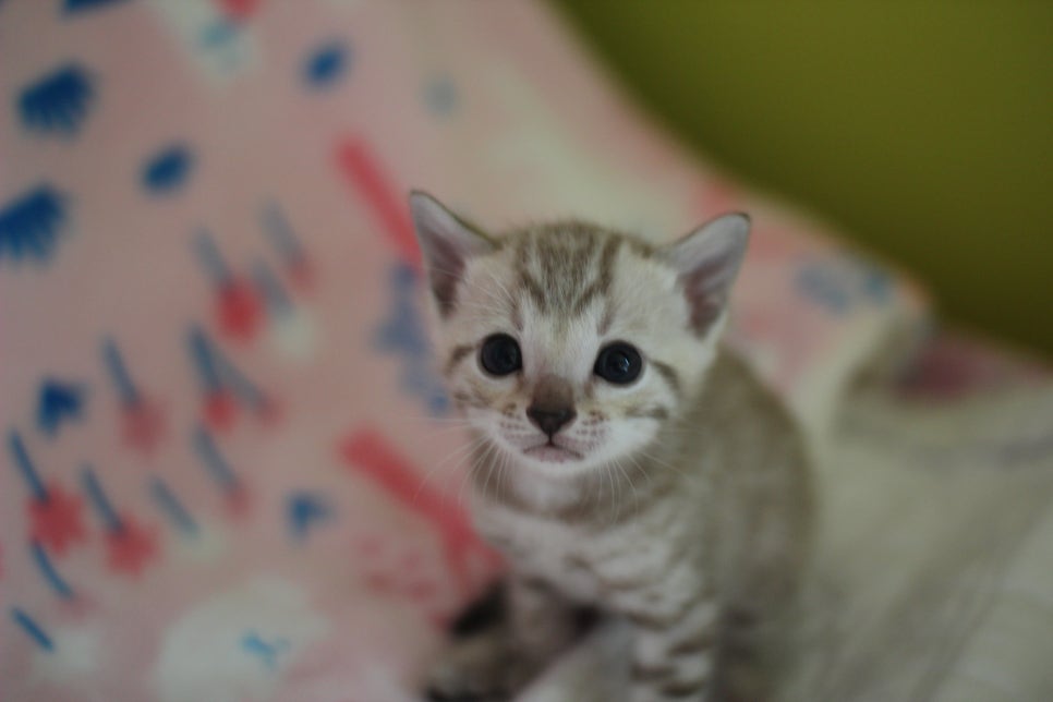 스노우뱅갈고양이 분양은 소유가 최고지! 관련 이미지 12