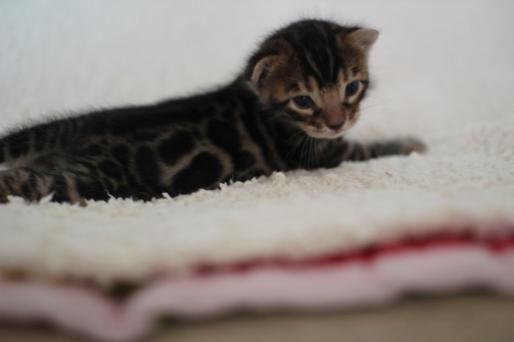 뱅갈고양이 분양 어쩜 이리도 화려할수 있을까 관련 이미지 10