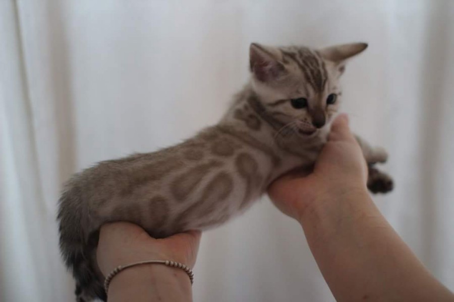 스노우뱅갈고양이 분양 소유캐터리로 오세요! 관련 이미지 4