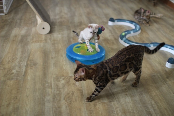 뱅갈고양이,뱅갈고양이분양,청소후 한컷~~~ 관련 이미지 4