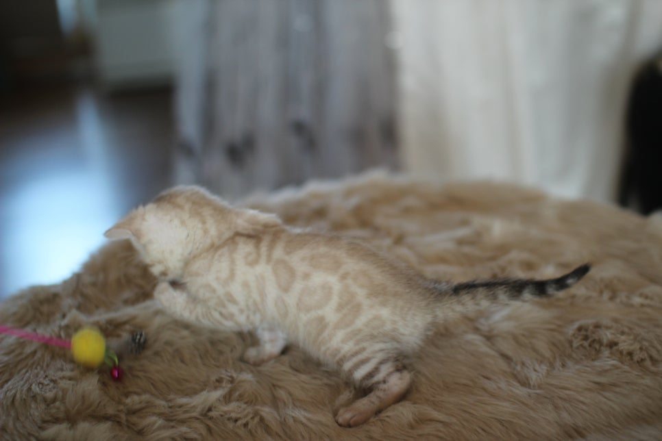 스노우뱅갈고양이 분양 오늘 빠져들어 볼까요? 관련 이미지 13