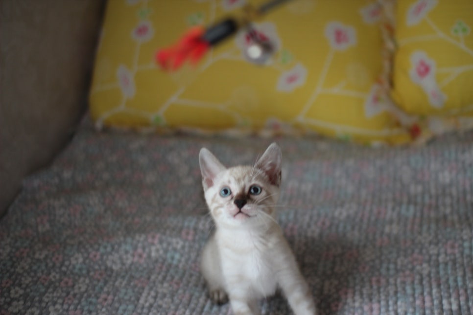 스노우뱅갈고양이 강아지 같은 남아 분양해요~ 관련 이미지 4