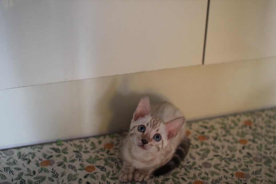 뱅갈고양이분양 행복 가득한 아이들 관련 이미지 2