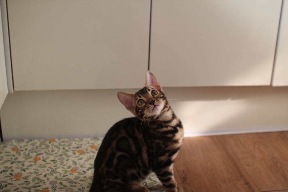 브라운 뱅갈고양이 분양중인 아이들 오늘 모습 입니다~ 관련 이미지 9