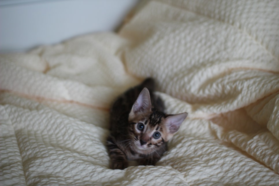 뱅갈고양이 막둥이 분양해요~ 관련 이미지 4