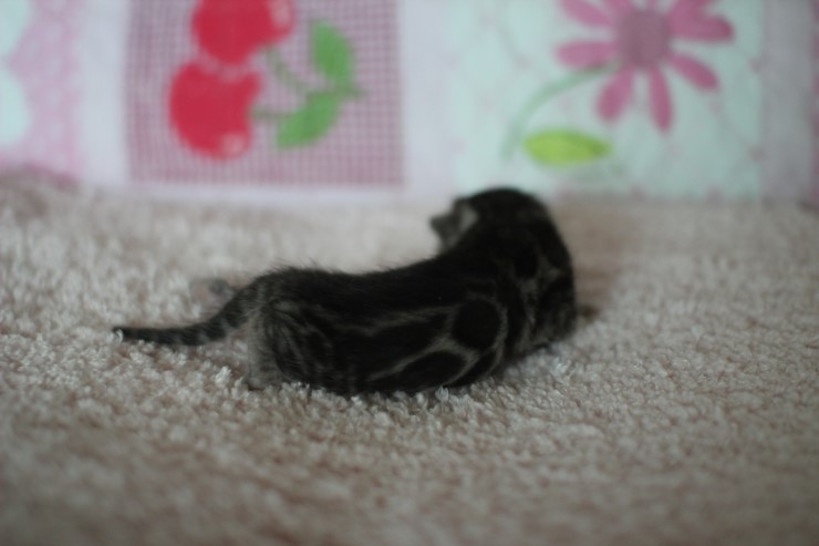 실버뱅갈고양이 꼬물이 여아예요 관련 이미지 5