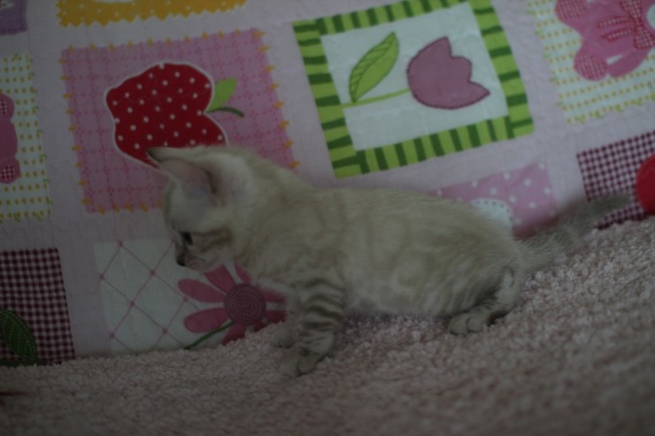 스노우뱅갈고양이 앙증,깜찍 귀요미에요 ㅎㅎ 관련 이미지 9