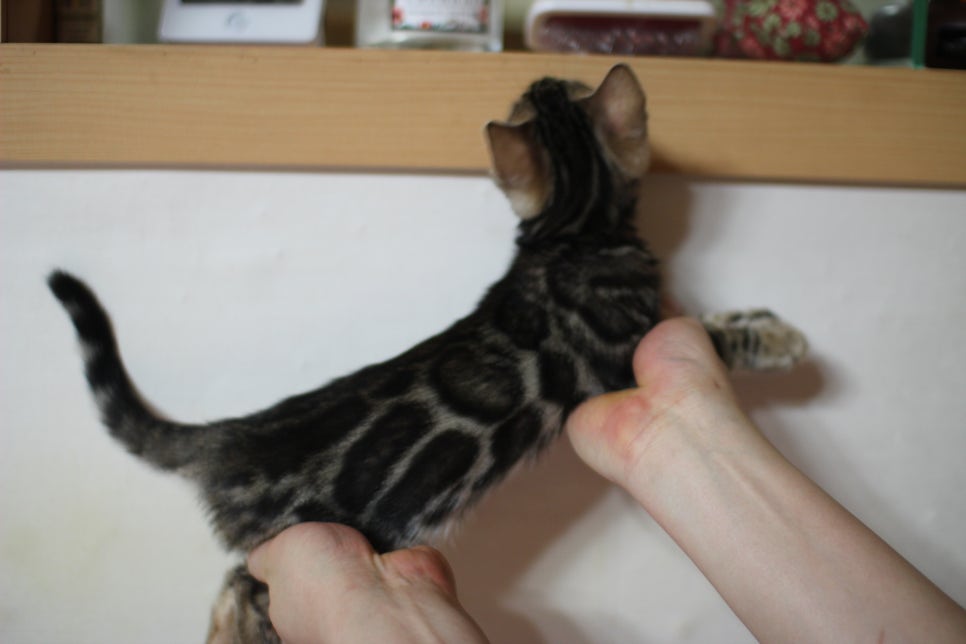 뱅갈고양이 브라운 보이 입니다~ 관련 이미지 3