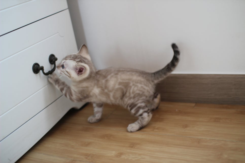 실밍크 뱅갈고양이 키퍼 남아 완전 말썽꾸러기 관련 이미지 5