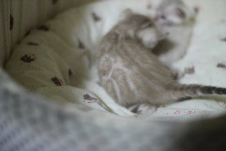 클라우드 로젯 실밍크 뱅갈고양이~ 관련 이미지 4