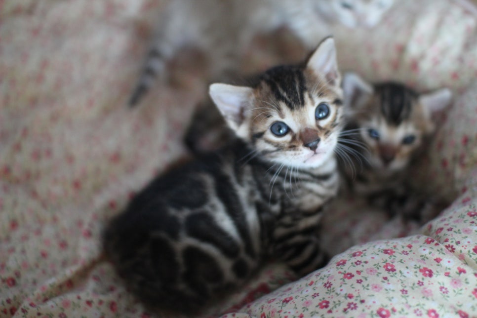 뱅갈고양이 꼬맹이들 사진전 ㅎㅎ 관련 이미지 4