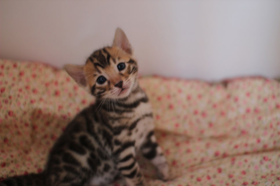 뱅갈고양이 꼬맹이들 나왔어요~ 관련 이미지 8