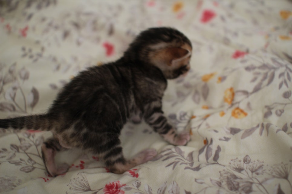 아가 뱅갈고양이 벌써부터 개냥이에 모습이~ 관련 이미지 18