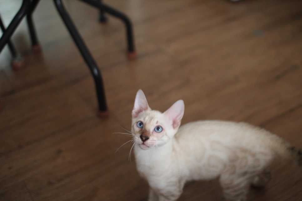 스노우뱅갈고양이 덩치 큰 남아에요~ 관련 이미지 1