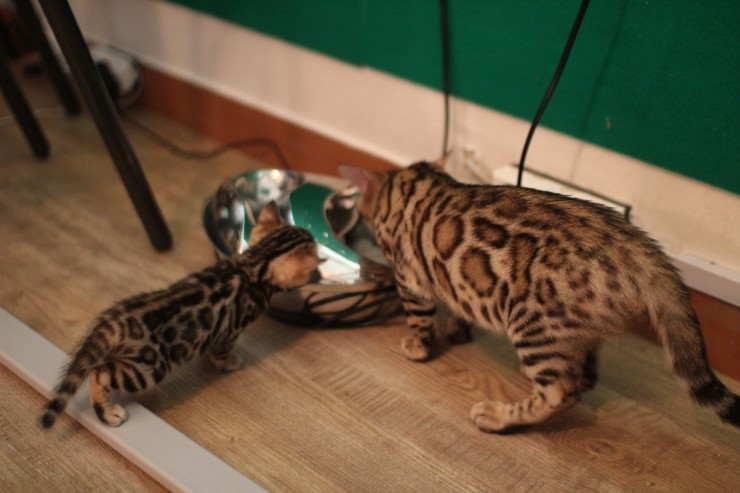 숙자와 동생들..(뱅갈고양이) 관련 이미지 1