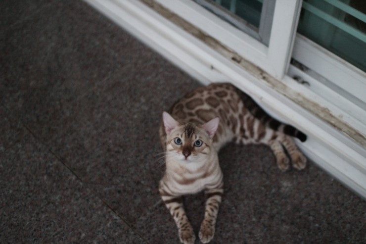실밍크 뱅갈고양이 영웅이 잘 생겼네~ 관련 이미지 6