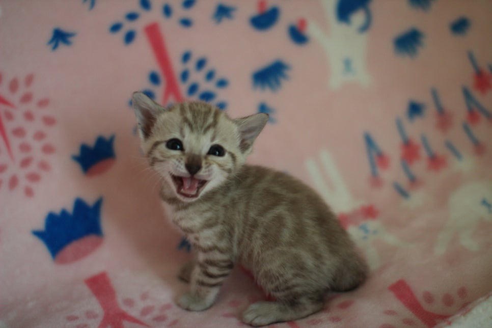 스노우뱅갈고양이 분양은 소유가 최고지! 관련 이미지 21