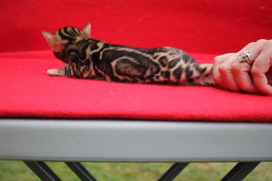 캐나다에서 수입 들어올 스파블 뱅갈고양이 남아예요 관련 이미지 2