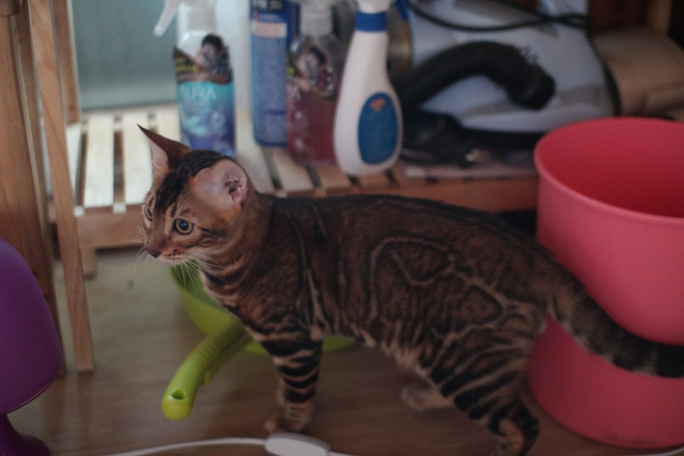 뱅갈고양이 원탑군 적응완료 했어요~ 관련 이미지 4