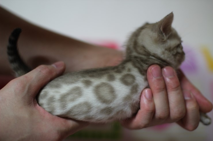 뱅갈고양이 분양 진정한 개냥이란? 관련 이미지 29