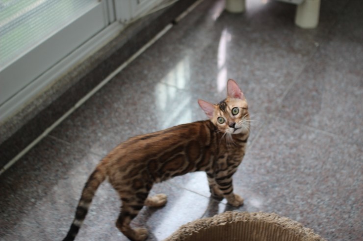 브라운 뱅갈고양이 남아 워리어 입니다~ 관련 이미지 14