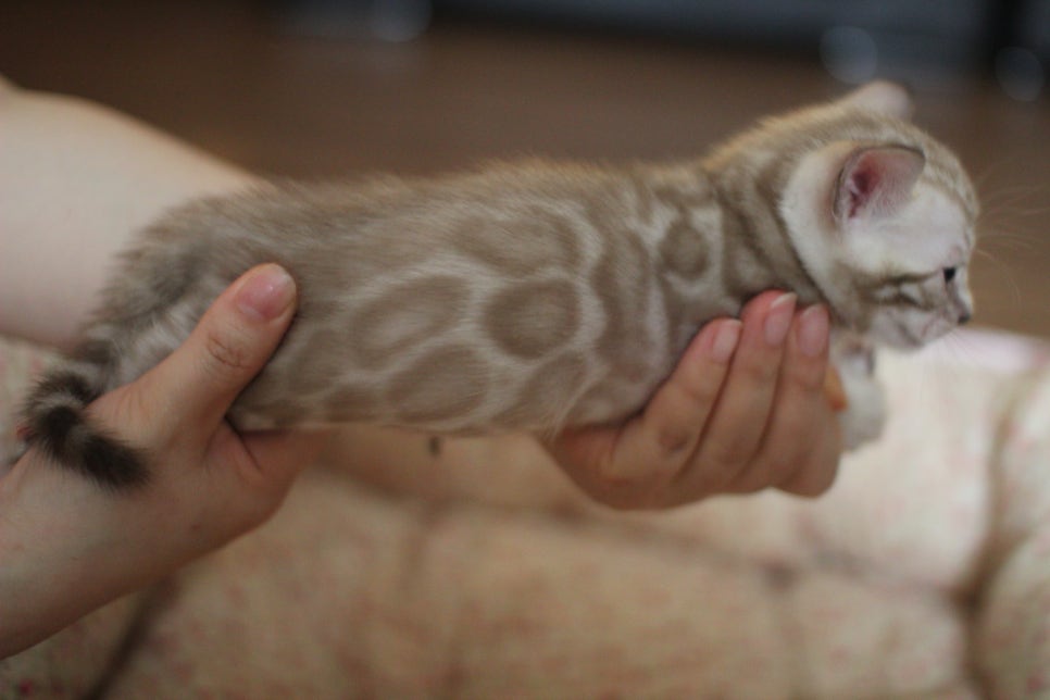 실밍크뱅갈고양이 남아도 많이 컸습니다...요 녀석은 오늘 처음 공개하네요! 관련 이미지 2