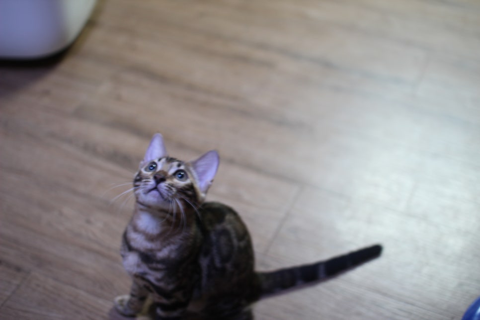 개냥이 뱅갈고양이들 분양합니다~ 관련 이미지 7