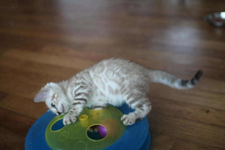 실밍크 클라우드 로젯 뱅갈고양이 남아예요~ 관련 이미지 14