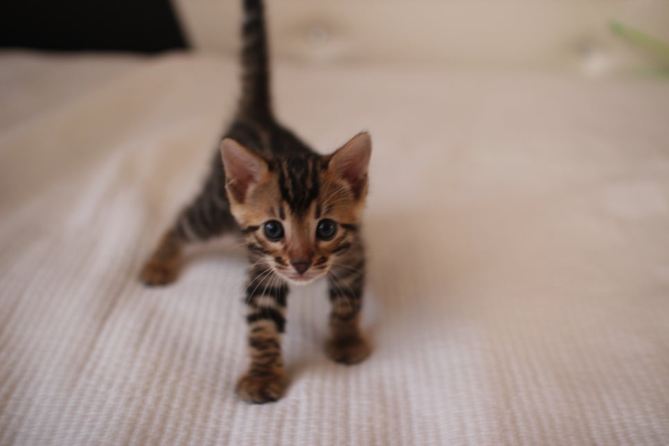 성격이 완전 강아지 같은 뱅갈고양이 남아 아강이~ 관련 이미지 7