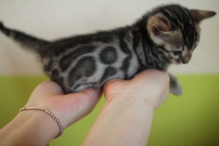 뱅갈고양이 분양 그냥 지나칠수 없을걸? 관련 이미지 6