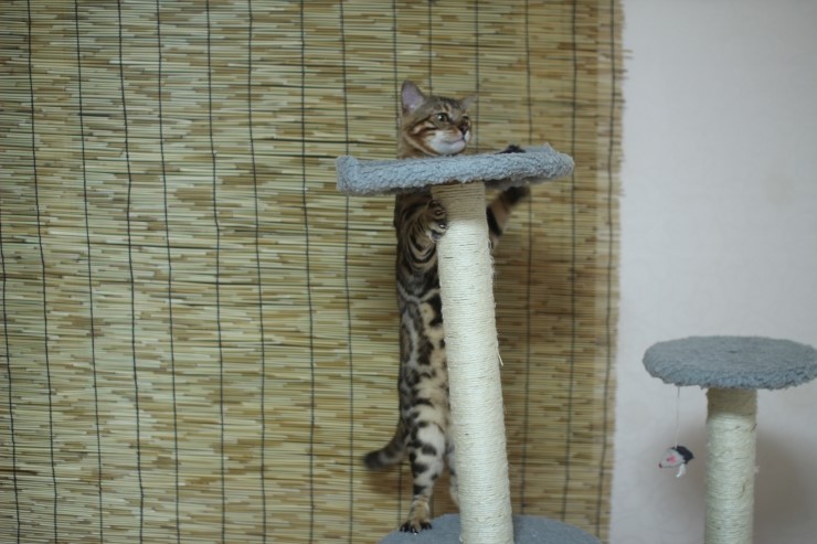 뱅갈고양이 장고 신났네요 ㅎㅎㅎ 관련 이미지 8