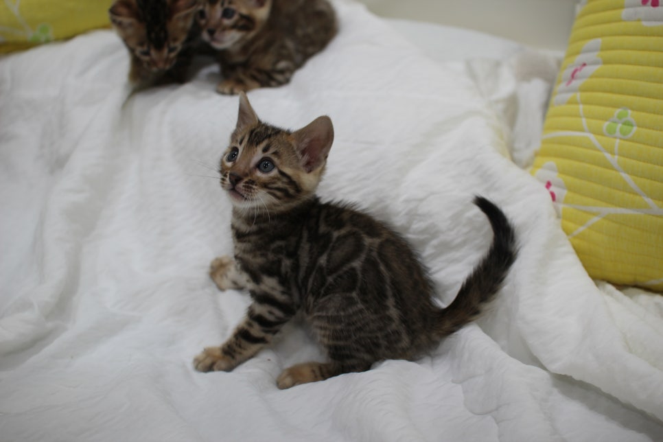 뱅갈고양이 남아3 분양해요~ 관련 이미지 13