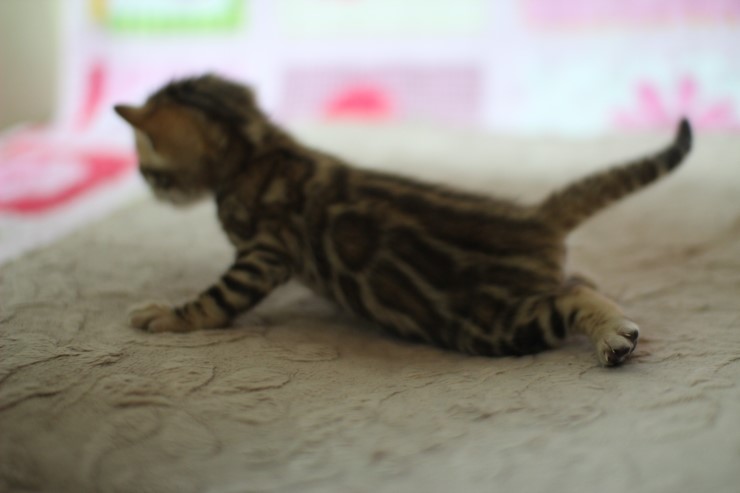 브라운 뱅갈고양이 꼬물이 걷기 시작했어요. 관련 이미지 4