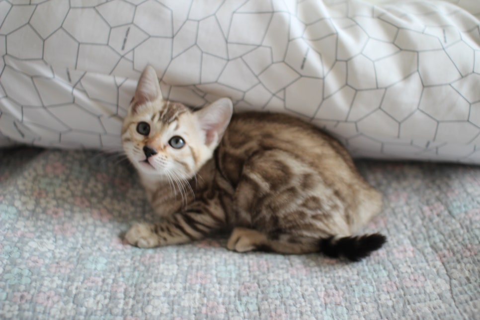 실밍크뱅갈고양이 개냥이 여아 분양해요~ 관련 이미지 4