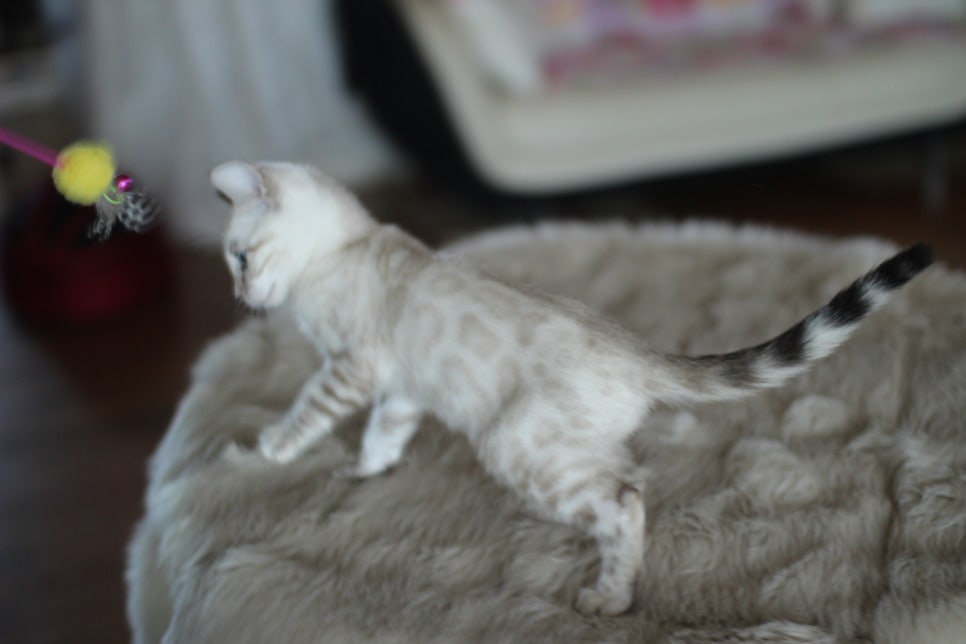 뱅갈고양이분양 멋진 빅로젯 아이들~ 관련 이미지 24