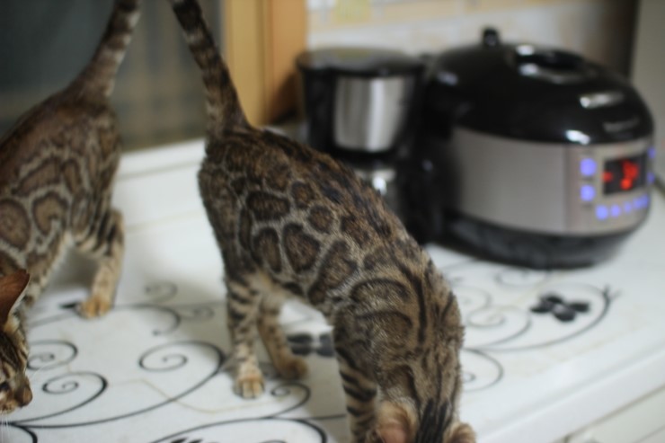 뱅갈고양이 키퍼 여아들~ 관련 이미지 3