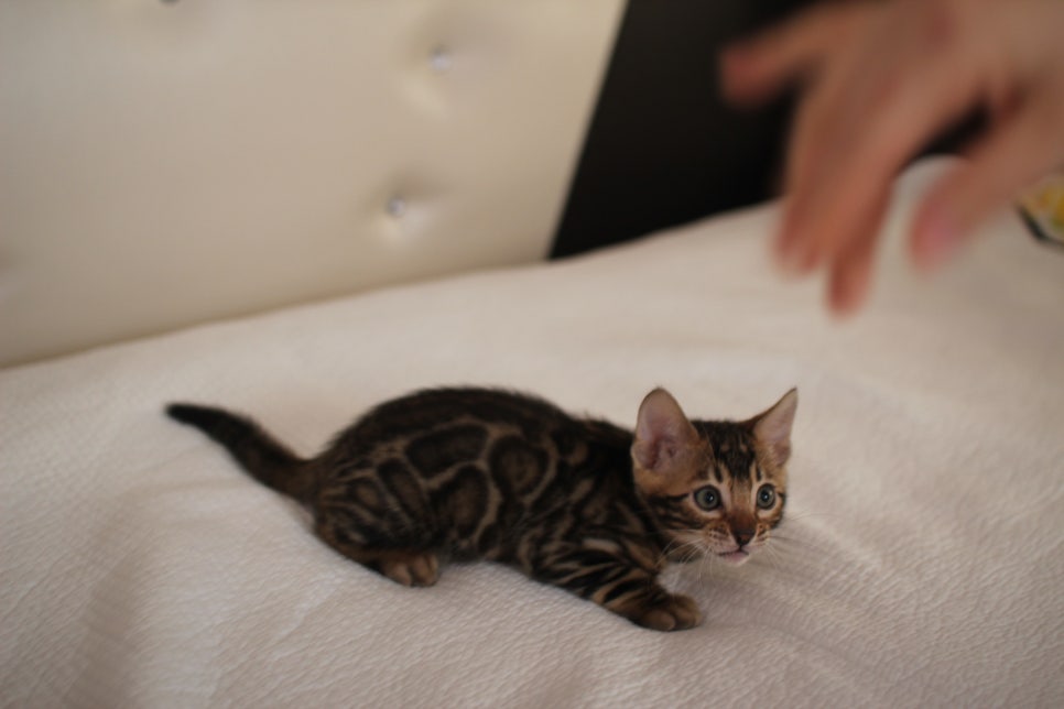 우리 첫째 뱅갈고양이 남아 고양이 맞지? 강아지 아니지? ㅎㅎ 관련 이미지 1