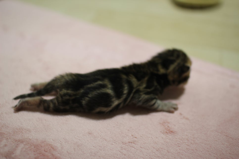 비슷한 패턴에 뱅갈고양이 꼬물이들~ 관련 이미지 3
