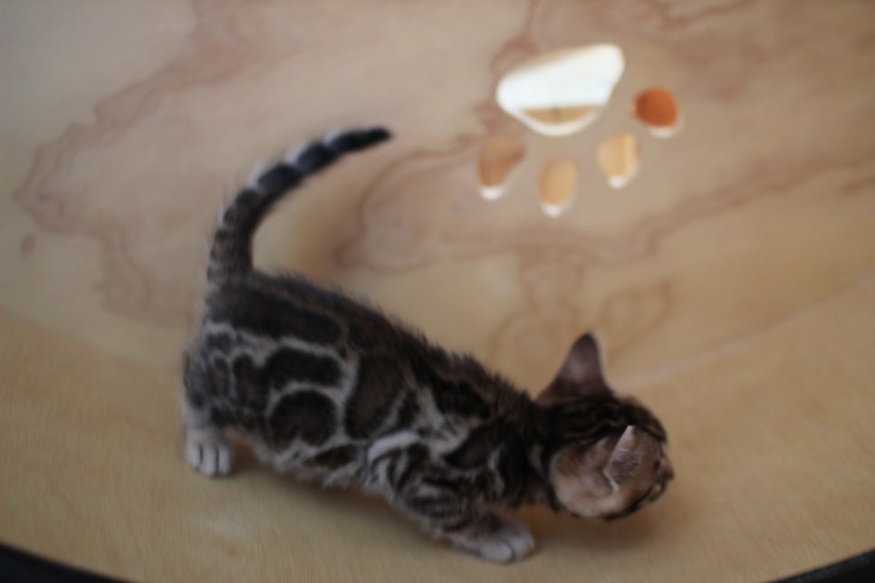 뱅갈고양이 여아들 캣휠 연습중~ 관련 이미지 8