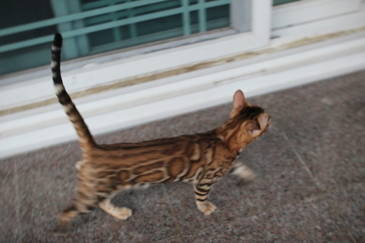 브라운 뱅갈고양이 남아 워리어 입니다~ 관련 이미지 3