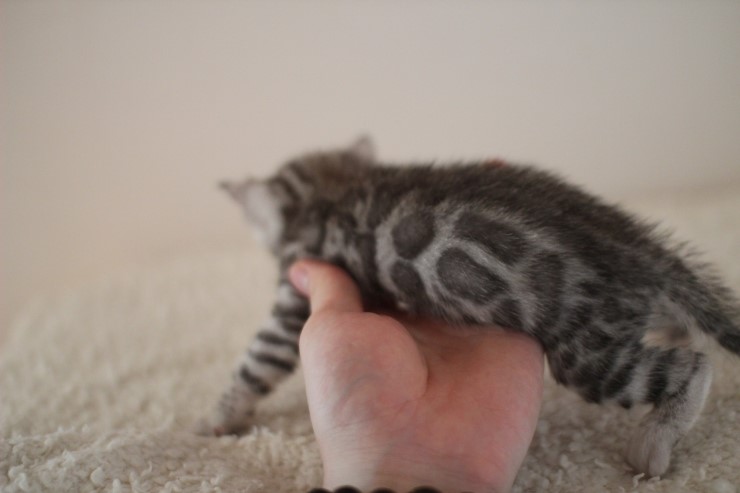 실버 뱅갈고양이 남아예요~ 관련 이미지 6