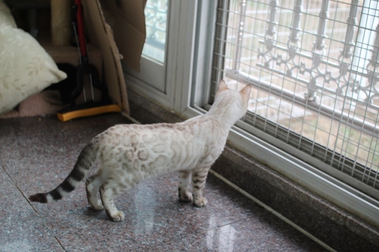 실링스 스노우 뱅갈고양이 링돌이 사진 및 동영상 입니다~ 관련 이미지 3