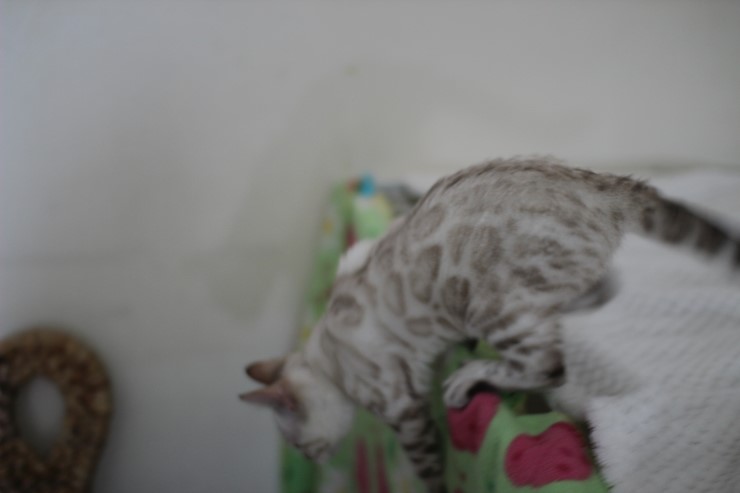 뱅갈고양이,뱅갈고양이 분양,점점 진해지는 초아~~~ 관련 이미지 3