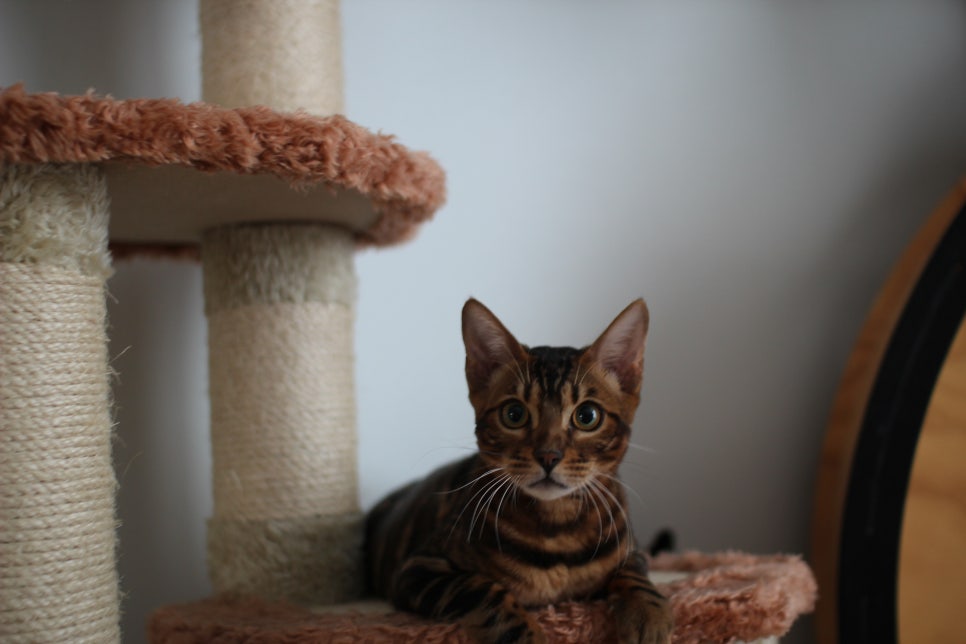 얌전 순둥 개냥이 뱅갈고양이 모카 분양해요~ 관련 이미지 5